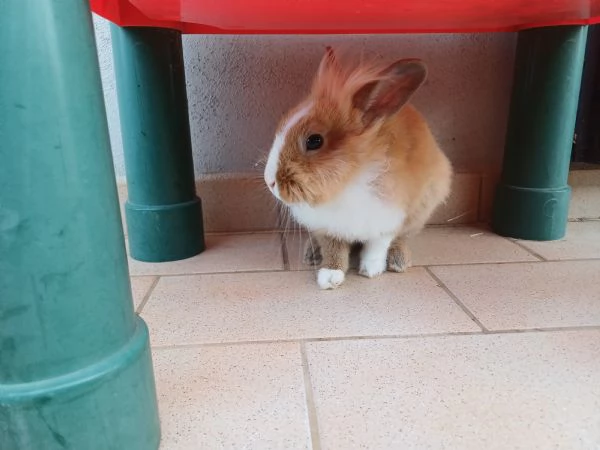 Vendesi coniglio nano | Foto 1