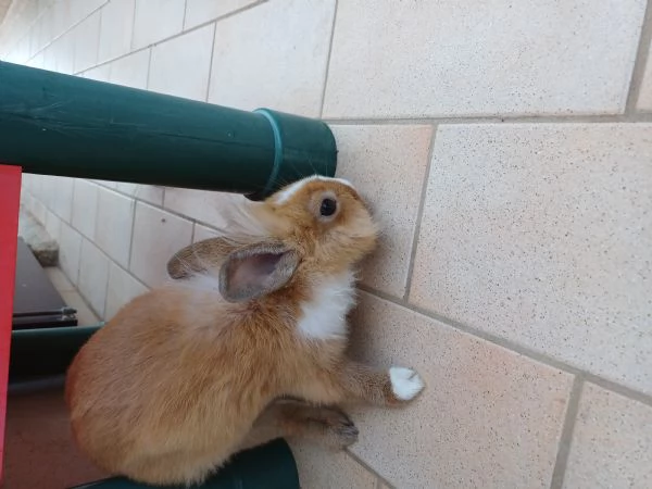 Vendesi coniglio nano | Foto 0