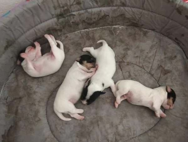 GEK Russel Toy  | Foto 1