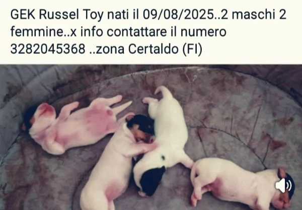 GEK Russel Toy  | Foto 0