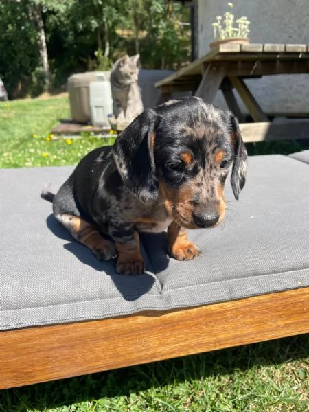 Disponibile bassotta nana arlecchina 