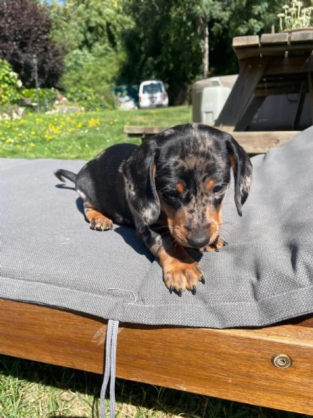 Disponibile bassotta nana arlecchina  | Foto 3