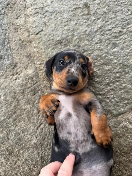 Disponibile bassotta nana arlecchina  | Foto 2