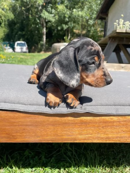 Disponibile bassotta nana arlecchina  | Foto 1