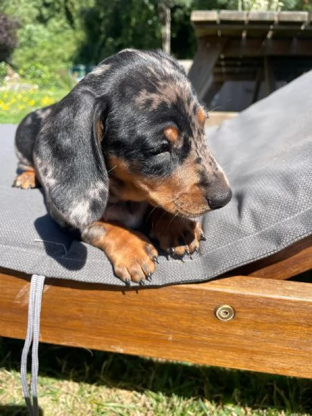 Disponibile bassotta nana arlecchina  | Foto 0