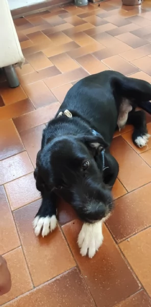 Regalo cani | Foto 4