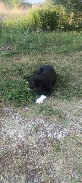 Regalo cani | Foto 3