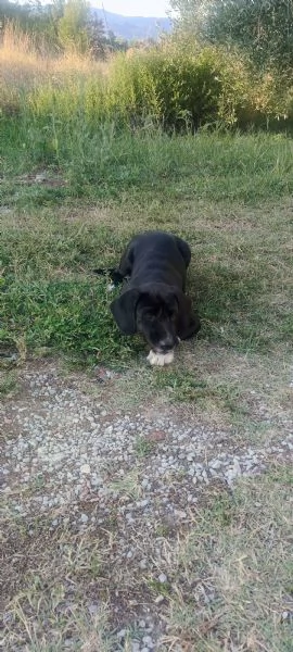 Regalo cani | Foto 2