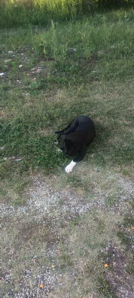 Regalo cani | Foto 1