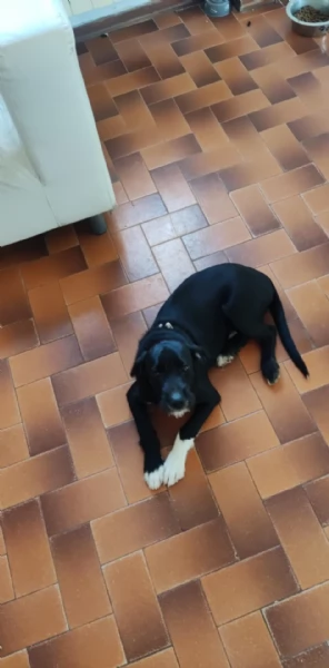 Regalo cani | Foto 0