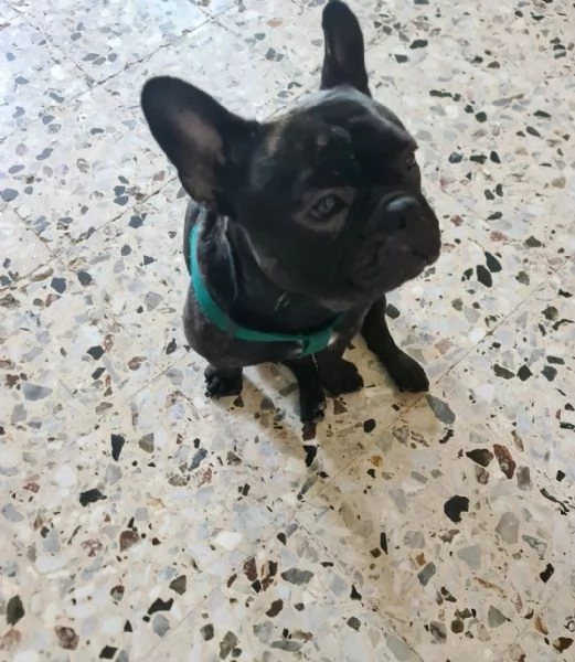 Bulldog francese musicista da 2 anni. 