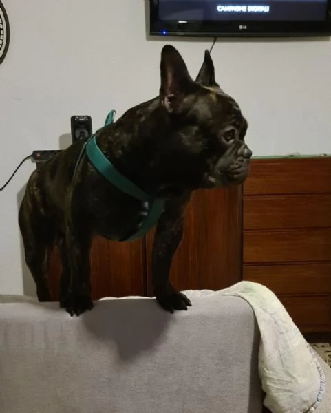 Bulldog francese musicista da 2 anni.  | Foto 2