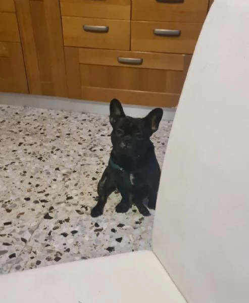 Bulldog francese musicista da 2 anni.  | Foto 1