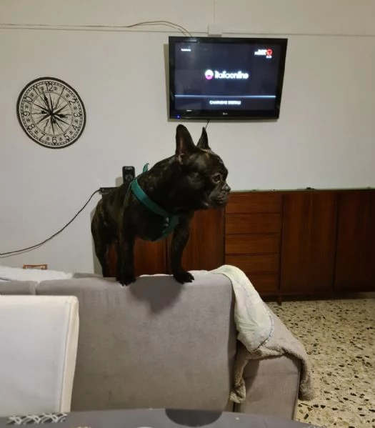 Bulldog francese musicista da 2 anni.  | Foto 0