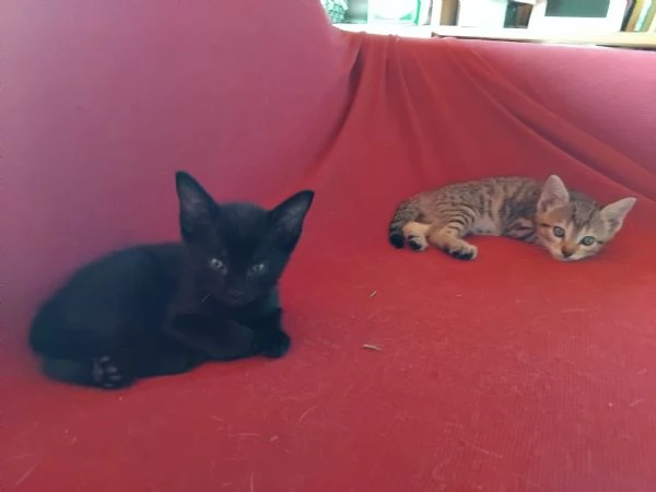 Sette gattini cercano casa.