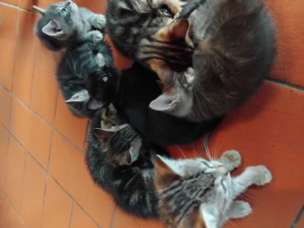 Sette gattini cercano casa. | Foto 3