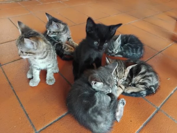 Sette gattini cercano casa. | Foto 2