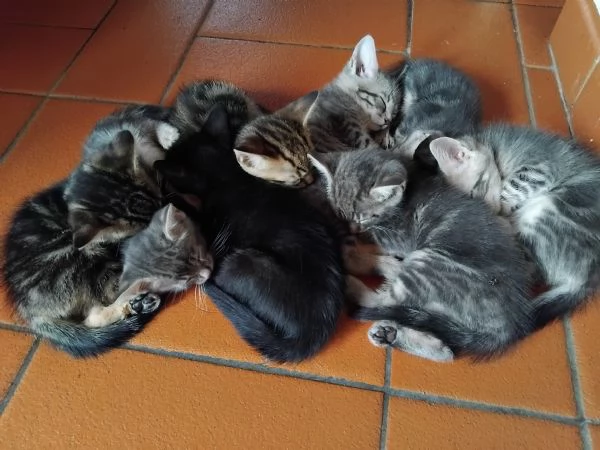 Sette gattini cercano casa. | Foto 1