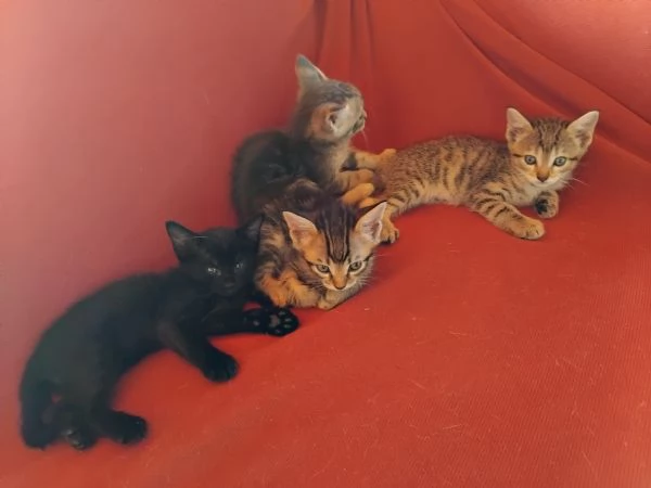 Sette gattini cercano casa. | Foto 0