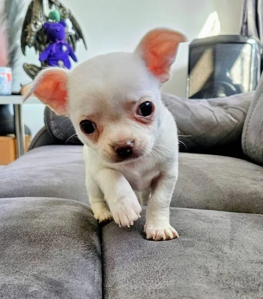 Regalo: cuccioli di Chihuahua in buona salute ora pronti per essere adottati