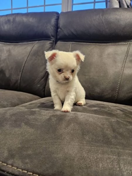 Regalo: cuccioli di Chihuahua in buona salute ora pronti per essere adottati | Foto 0
