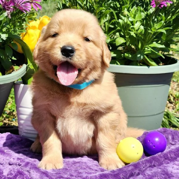 Cuccioli di Golden Retriever disponibili ora gratuitamente | Foto 0
