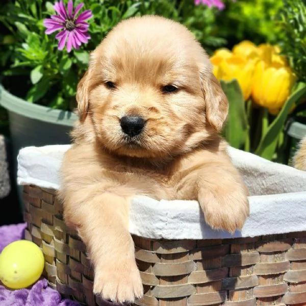 Cuccioli di Golden Retriever disponibili ora gratuitamente