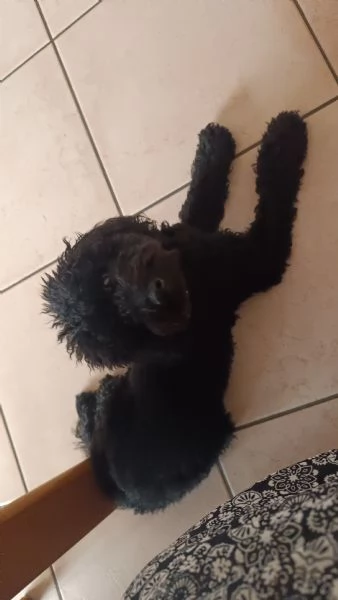 Barboncino nero nano otto mesi 