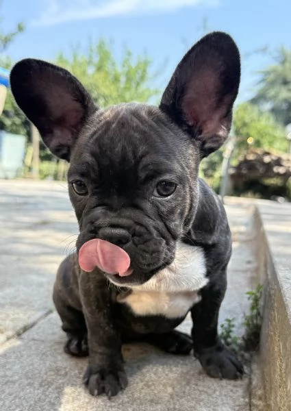 Disponibili cuccioli di bulldog francesi 