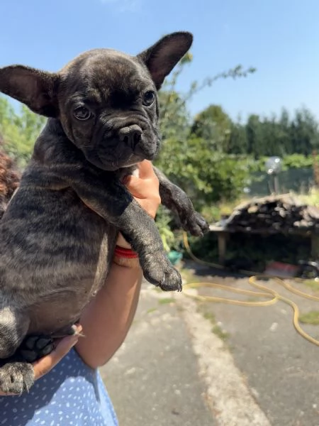 Disponibili cuccioli di bulldog francesi  | Foto 3