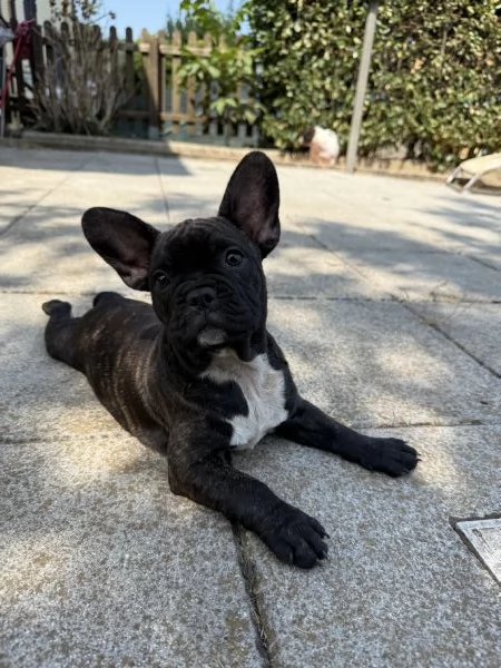 Disponibili cuccioli di bulldog francesi  | Foto 2