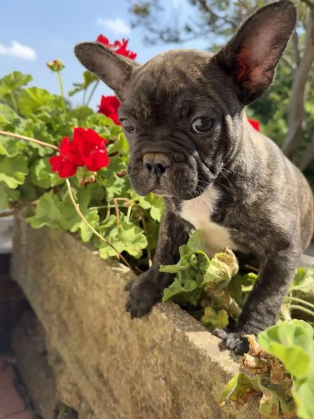 Disponibili cuccioli di bulldog francesi  | Foto 1