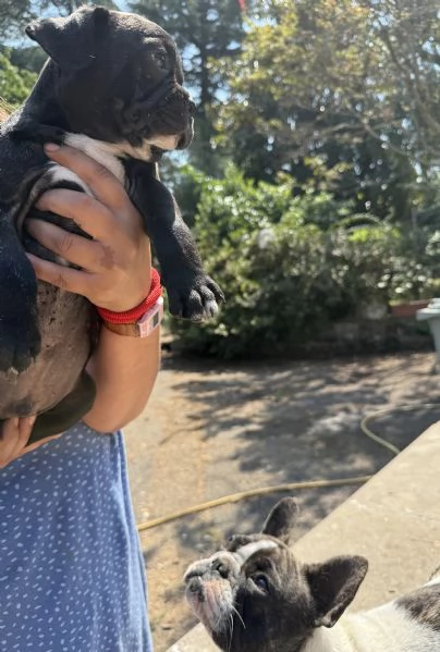 Disponibili cuccioli di bulldog francesi  | Foto 0