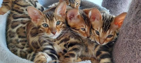 Gatto certosino incrocio bengala | Foto 1