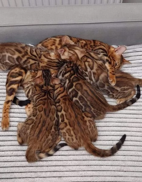 Gatto certosino incrocio bengala | Foto 0