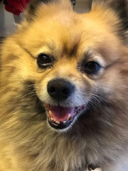 Dolorosa decisione: regalo il mio cane a chi possa dargli amore e attenzioni