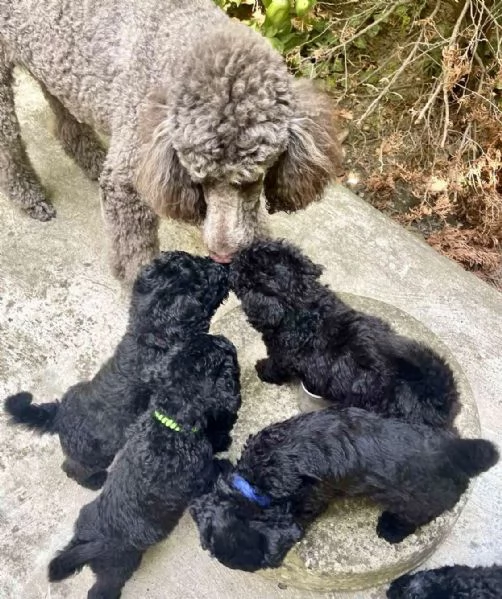 Cuccioli di Barboncino Reale | Foto 5