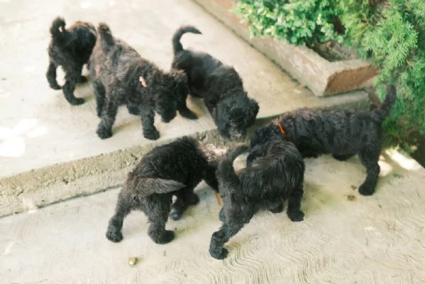 Cuccioli di Barboncino Reale | Foto 4