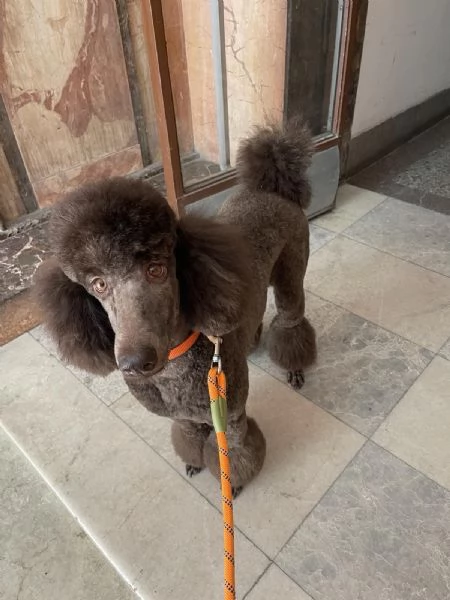 Cuccioli di Barboncino Reale | Foto 3