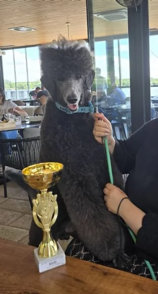 Cuccioli di Barboncino Reale | Foto 2