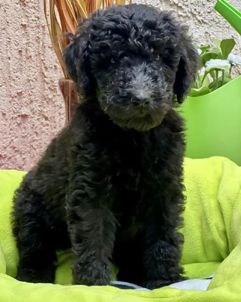 Cuccioli di Barboncino Reale | Foto 1