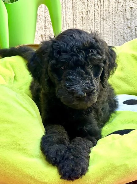 Cuccioli di Barboncino Reale | Foto 0