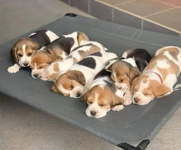 Cute Beagle Puppies