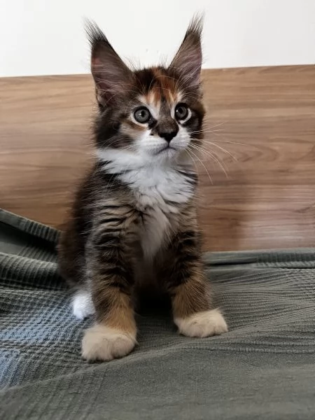 Cuccioli Maine coon | Foto 3