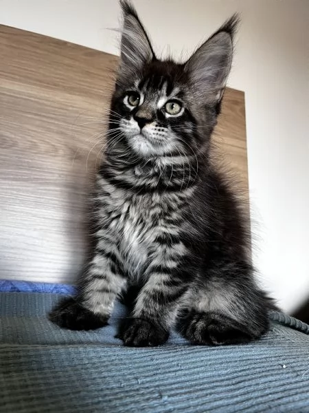 Cuccioli Maine coon | Foto 4