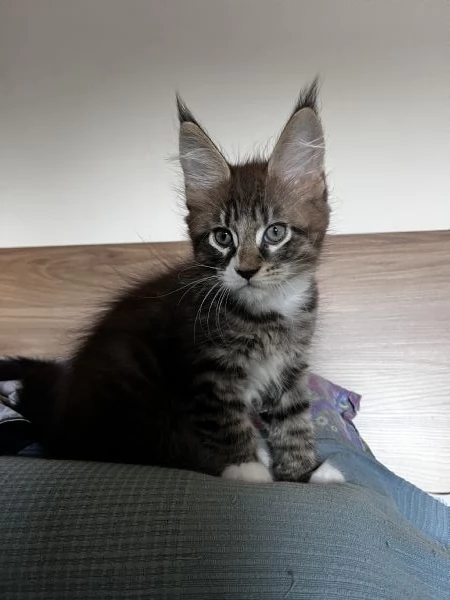 Cuccioli Maine coon | Foto 3