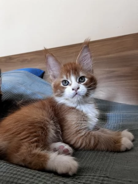 Cuccioli Maine coon | Foto 2
