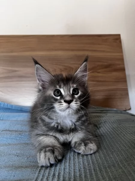 Cuccioli Maine coon | Foto 1