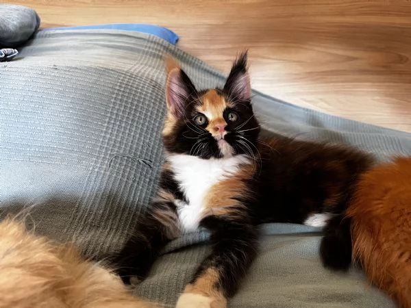 Cuccioli Maine coon | Foto 0