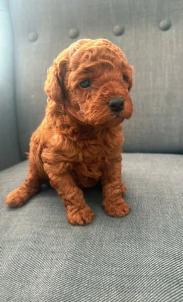 cuccioli di barboncino toy in vendita | Foto 0